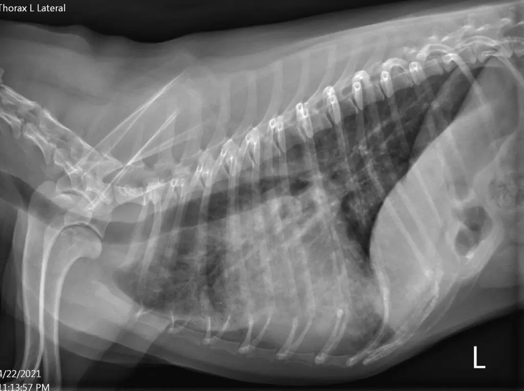 Left lateral view thoracic radiograph