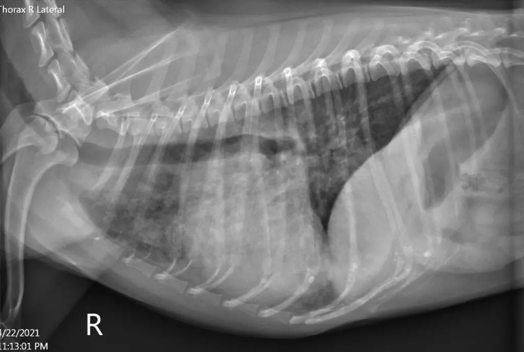 Right lateral view thoracic radiograph