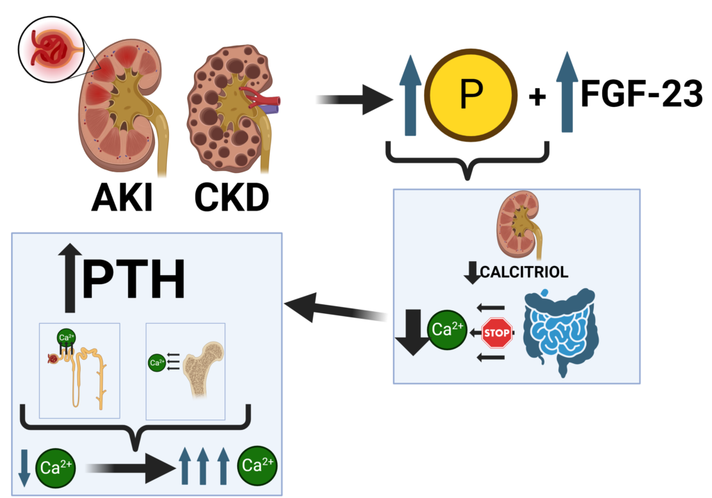 Mechanisms of hypercalcemia in animals