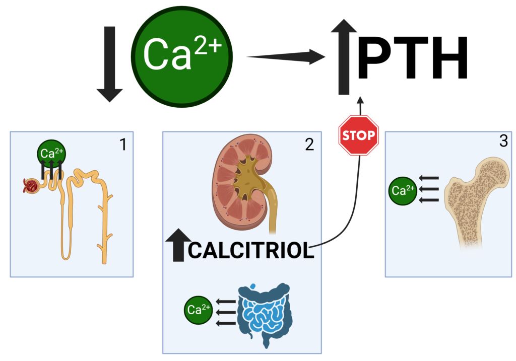 Calcium homeostasis