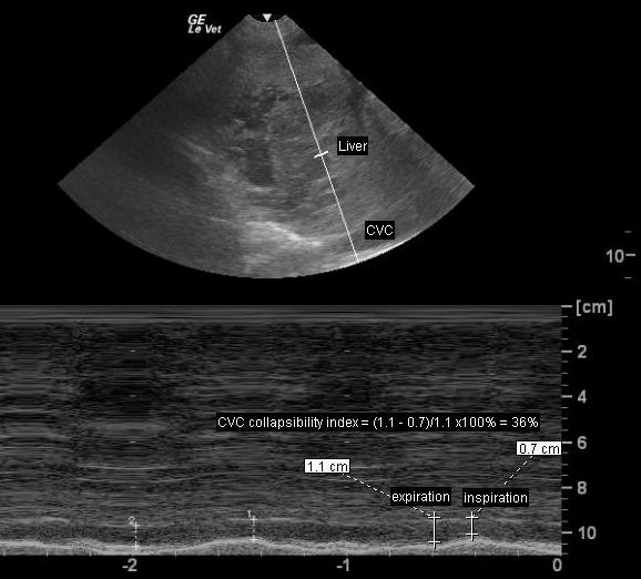 Caudal Vena Cava (CVC) Variability