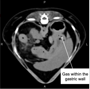CT of the dog’s abdomen