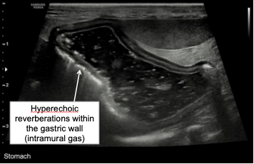 dog’s ultrasonographic examination