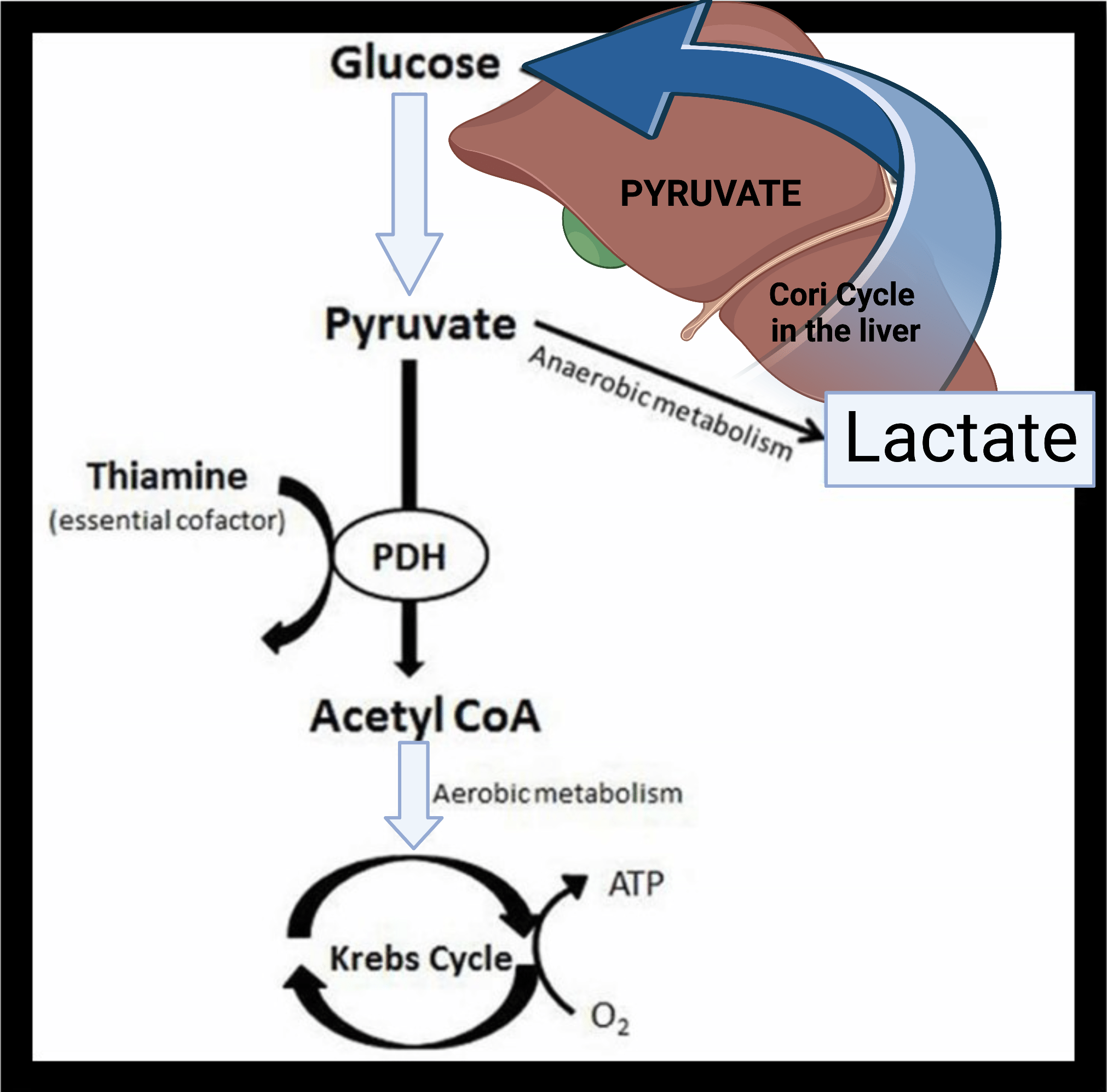 The High Blood Lactate in Dogs and Cats Useful Guide