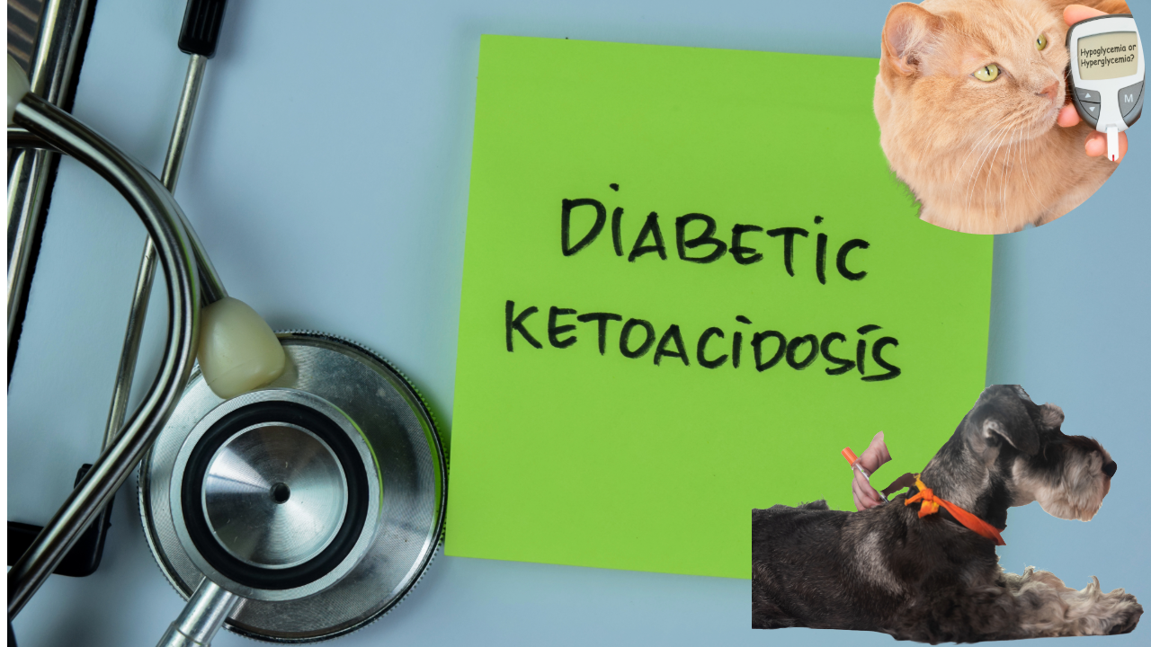 Deep dive into insulin infusion protocols for management of diabetic